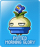Potted Morning Glory